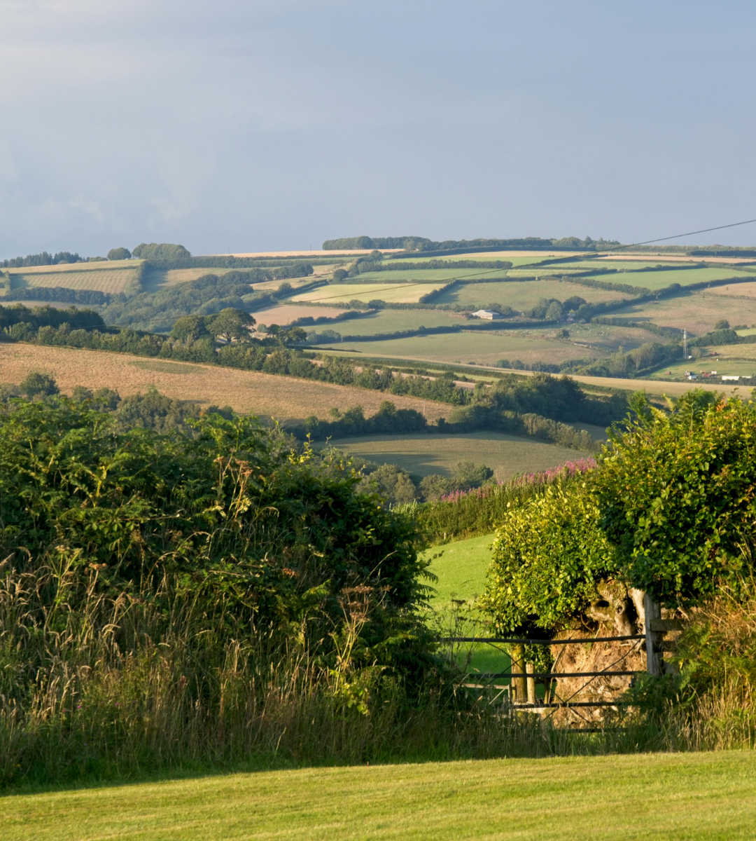 Image of a field